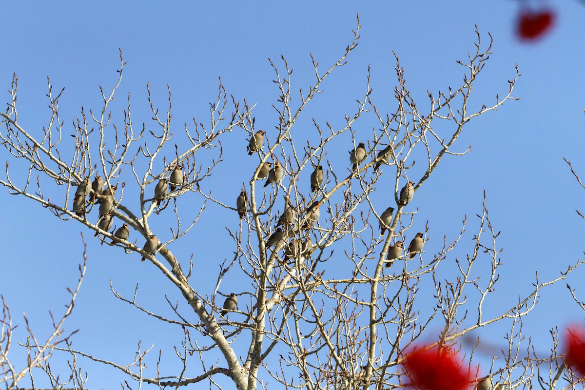 Jaseur boréal - ML647156758