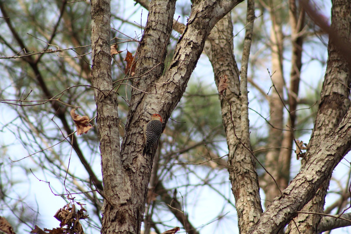 シマセゲラ - ML647156760