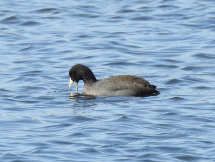 Лиска американська - ML647156763