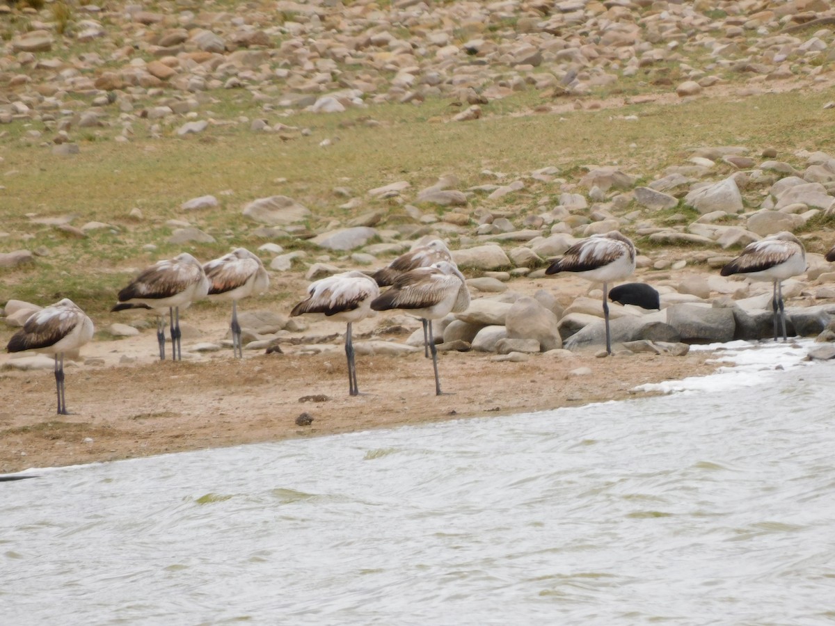 Flamant du Chili - ML647156766