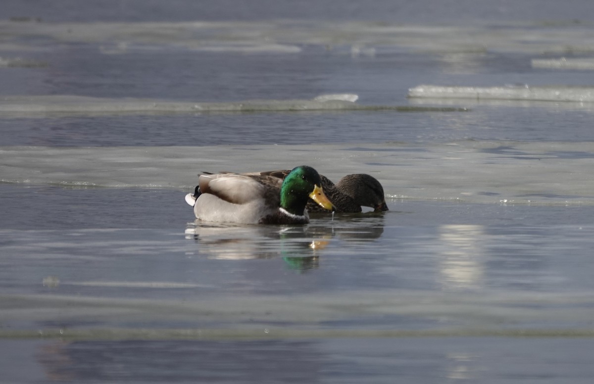 Canard colvert - ML647156770