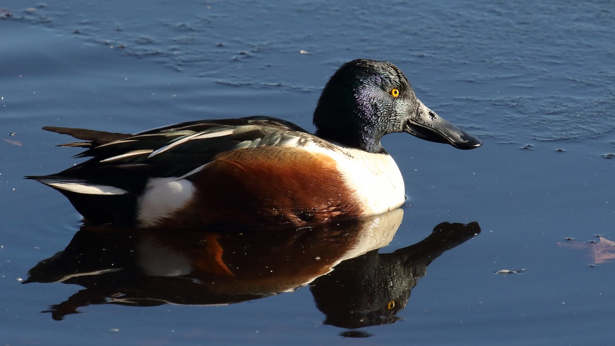 Cuchara Común - ML647156771