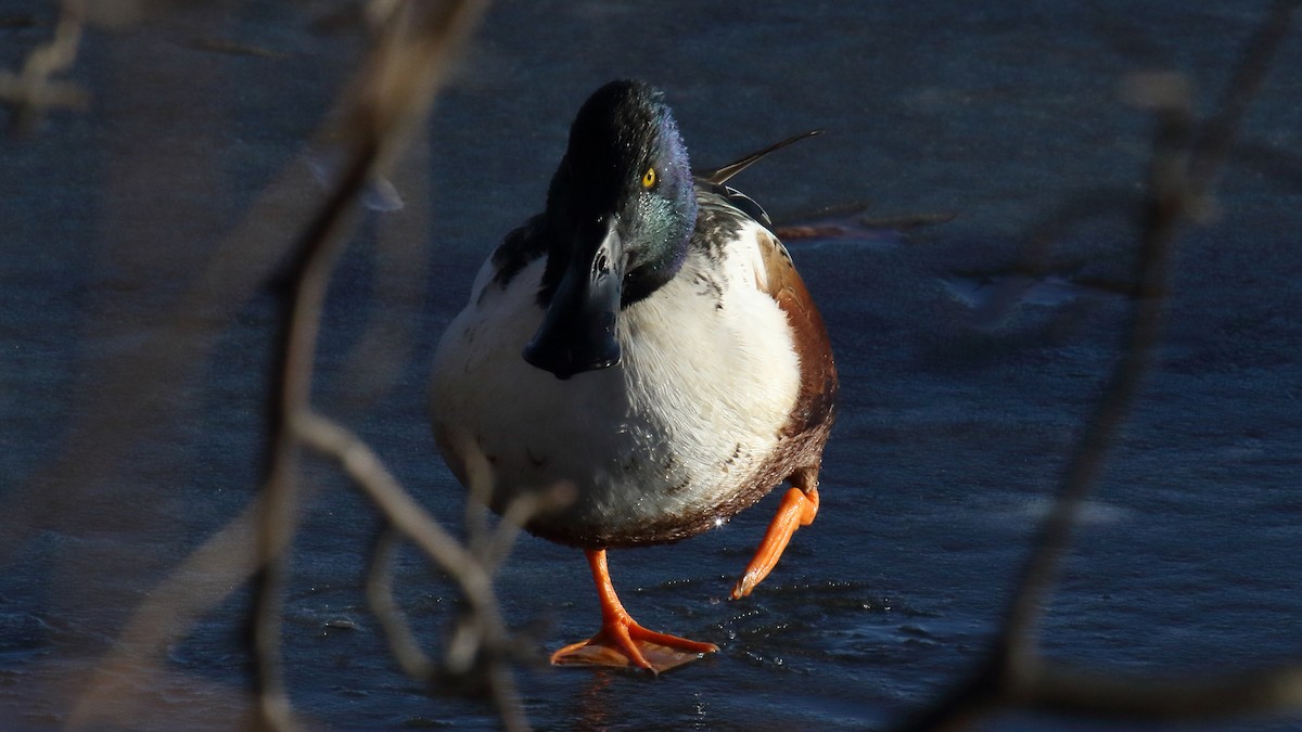 Cuchara Común - ML647156772