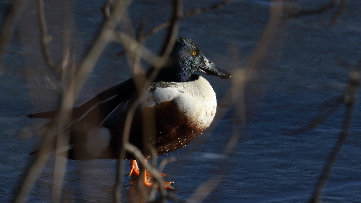 Cuchara Común - ML647156773