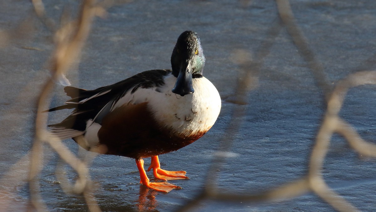 Cuchara Común - ML647156774