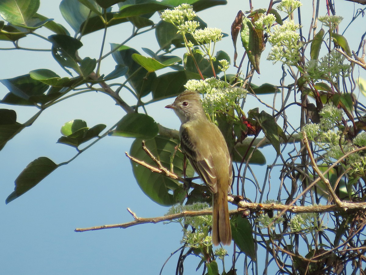Yellow-bellied Elaenia - ML647156778