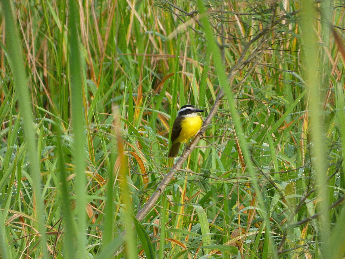 Lesser Kiskadee - ML647156782