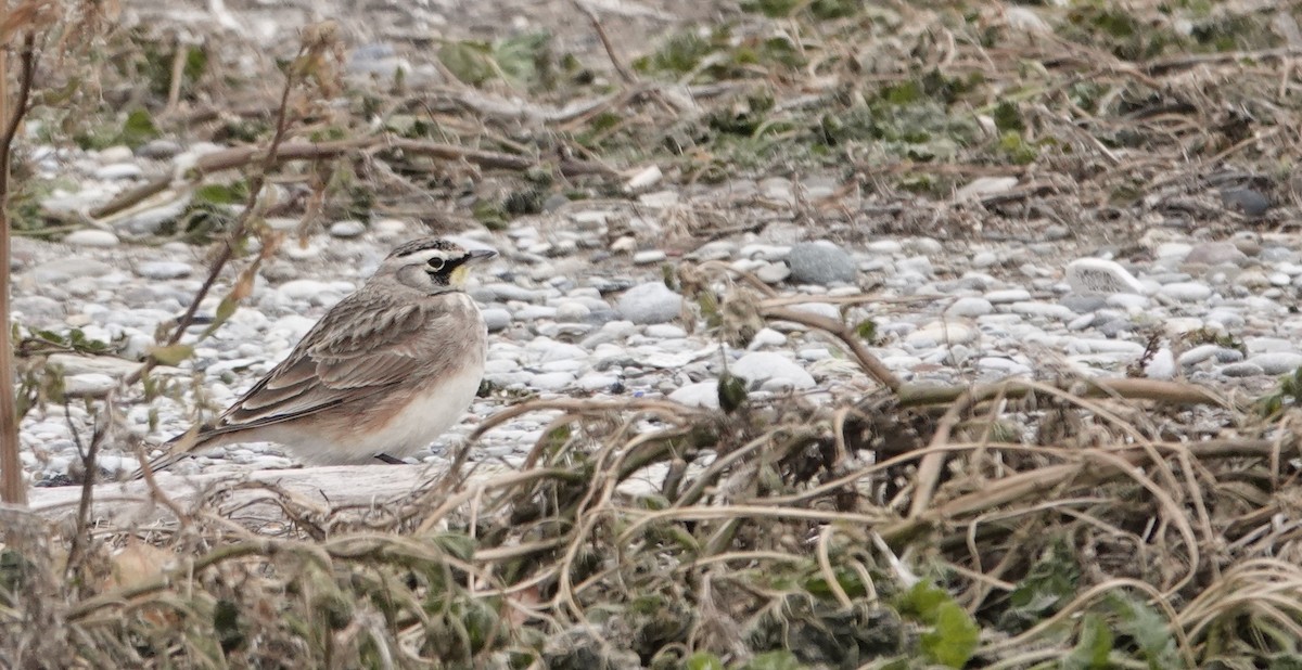 skřivan ouškatý - ML647156796