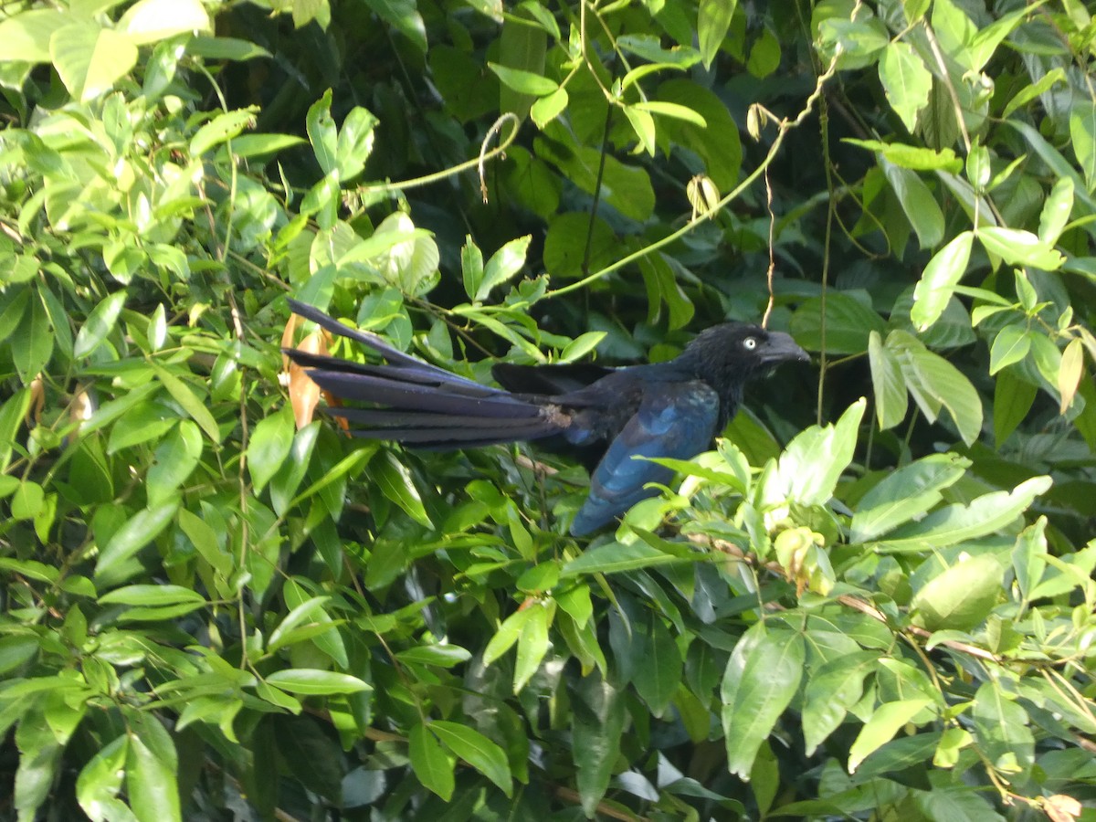 Greater Ani - ML647156797