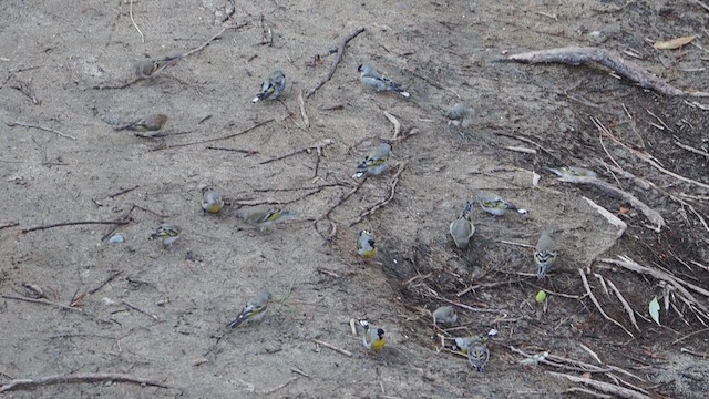 Lawrence's Goldfinch - ML647156798
