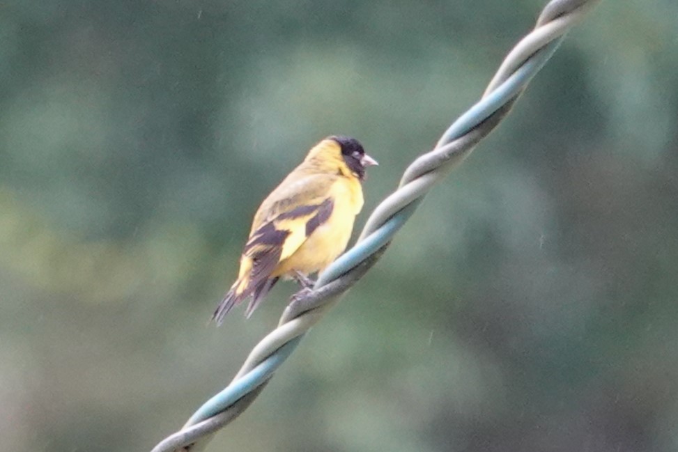 Hooded Siskin - ML647156806
