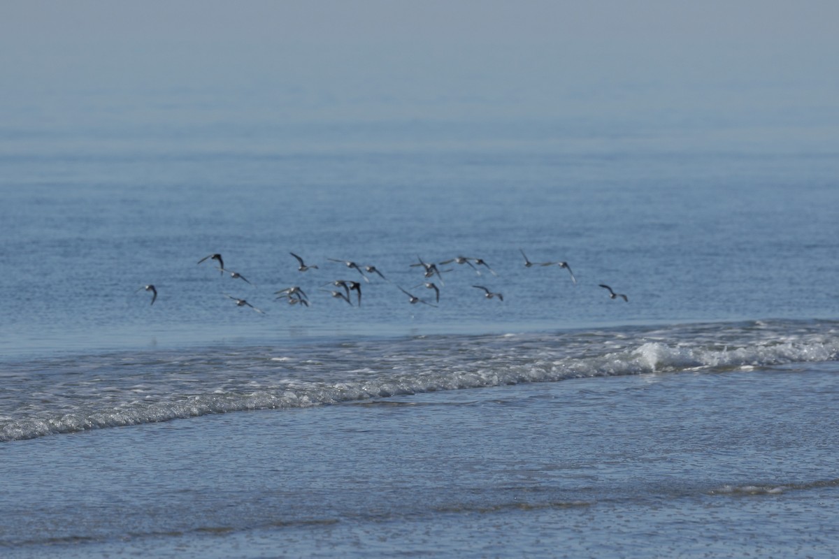 三趾濱鷸 - ML647156807