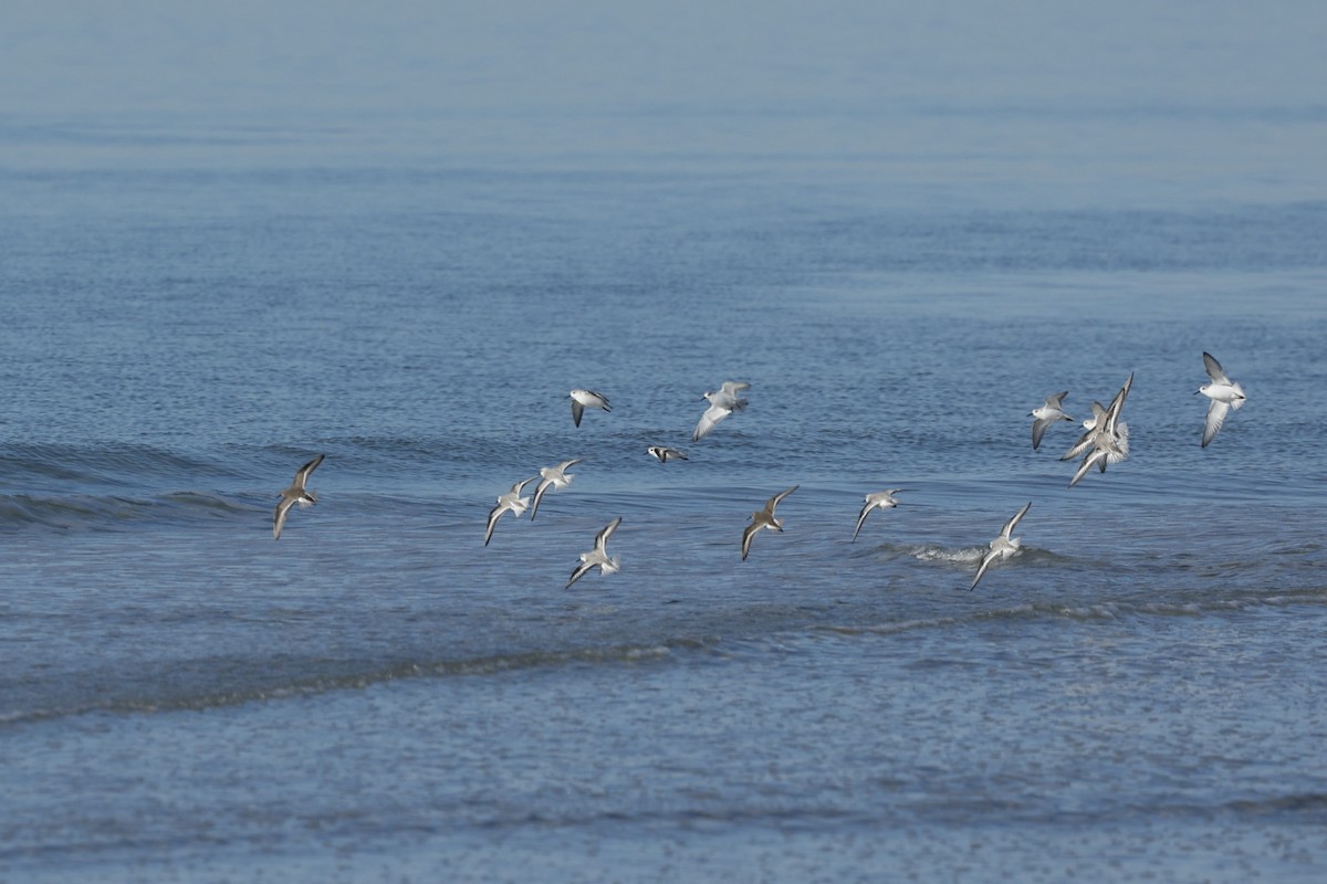 三趾濱鷸 - ML647156808