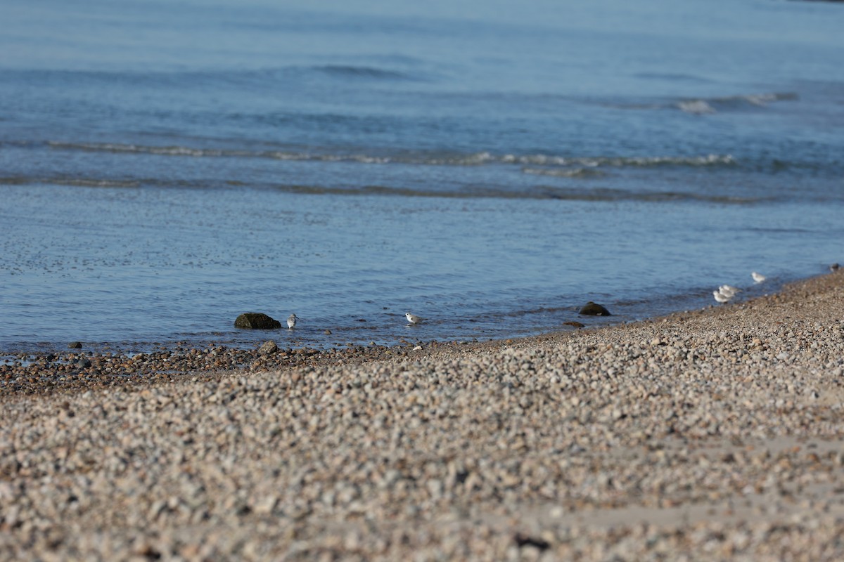 三趾濱鷸 - ML647156810