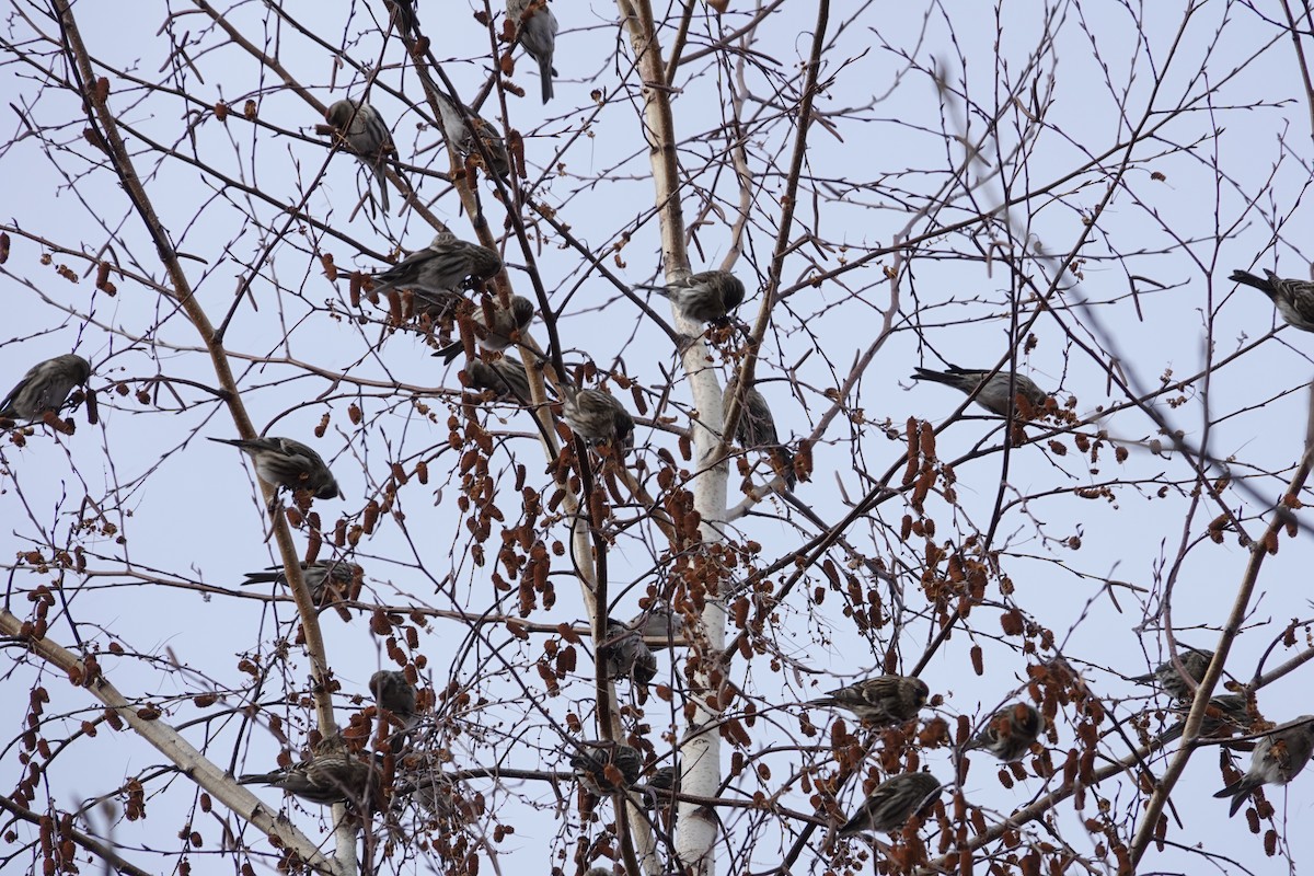 čečetka zimní - ML647156819