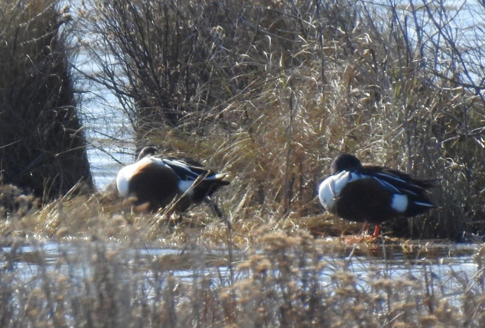 Cuchara Común - ML647156828