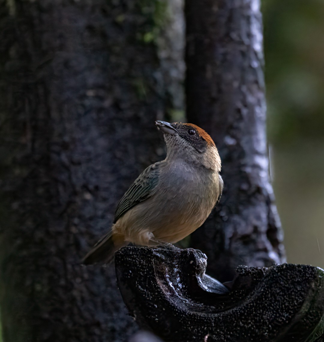 Scrub Tanager - ML647156836