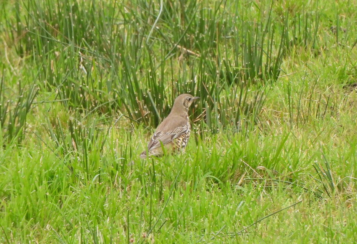 ヤドリギツグミ - ML647156867