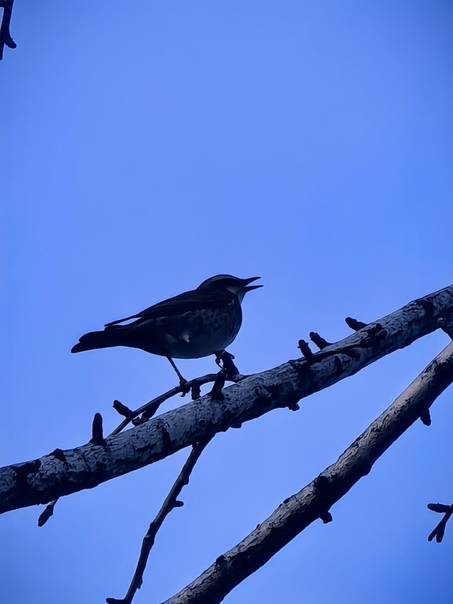 Dusky Thrush - ML647156868