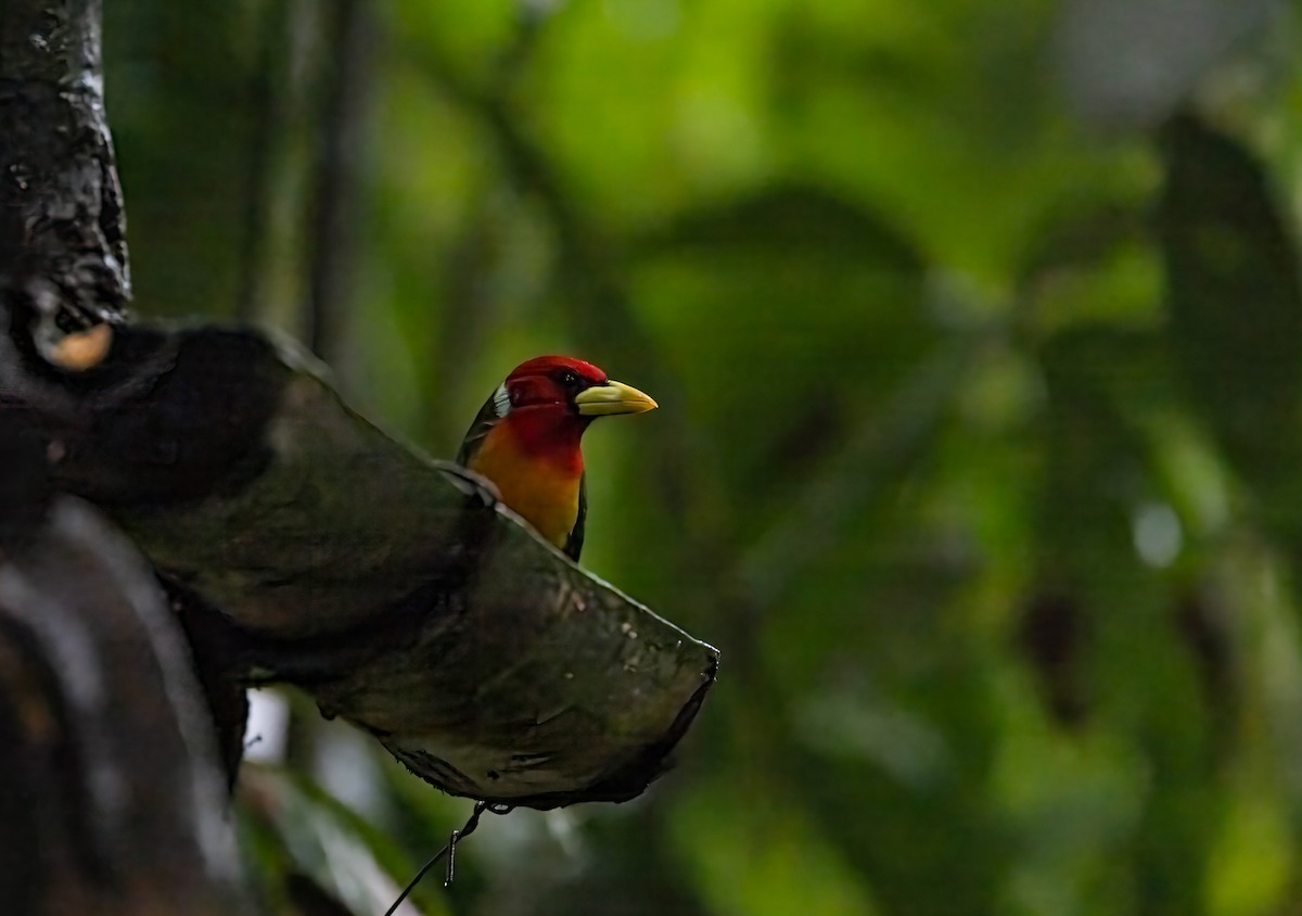 vousák andský - ML647156870