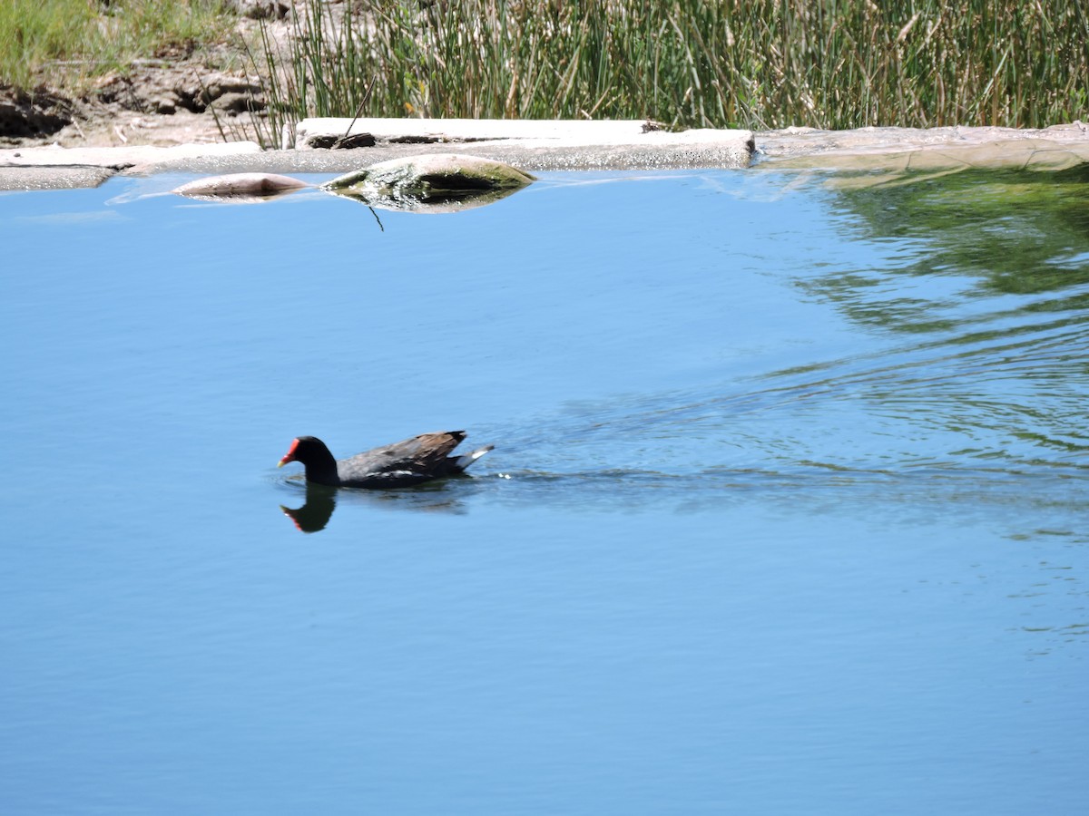 Курочка латиноамериканська - ML647156885