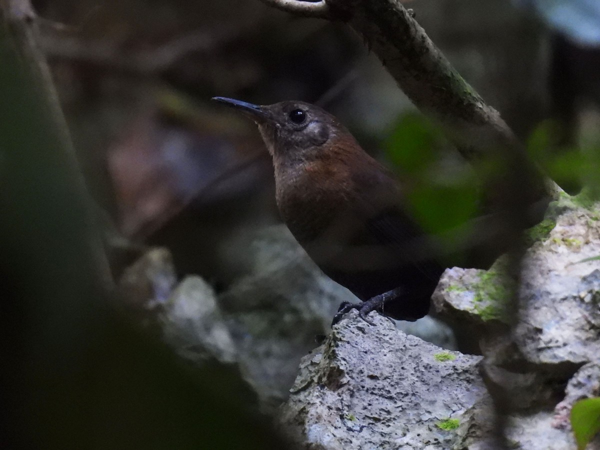 Sumichrast's Wren - ML647156887