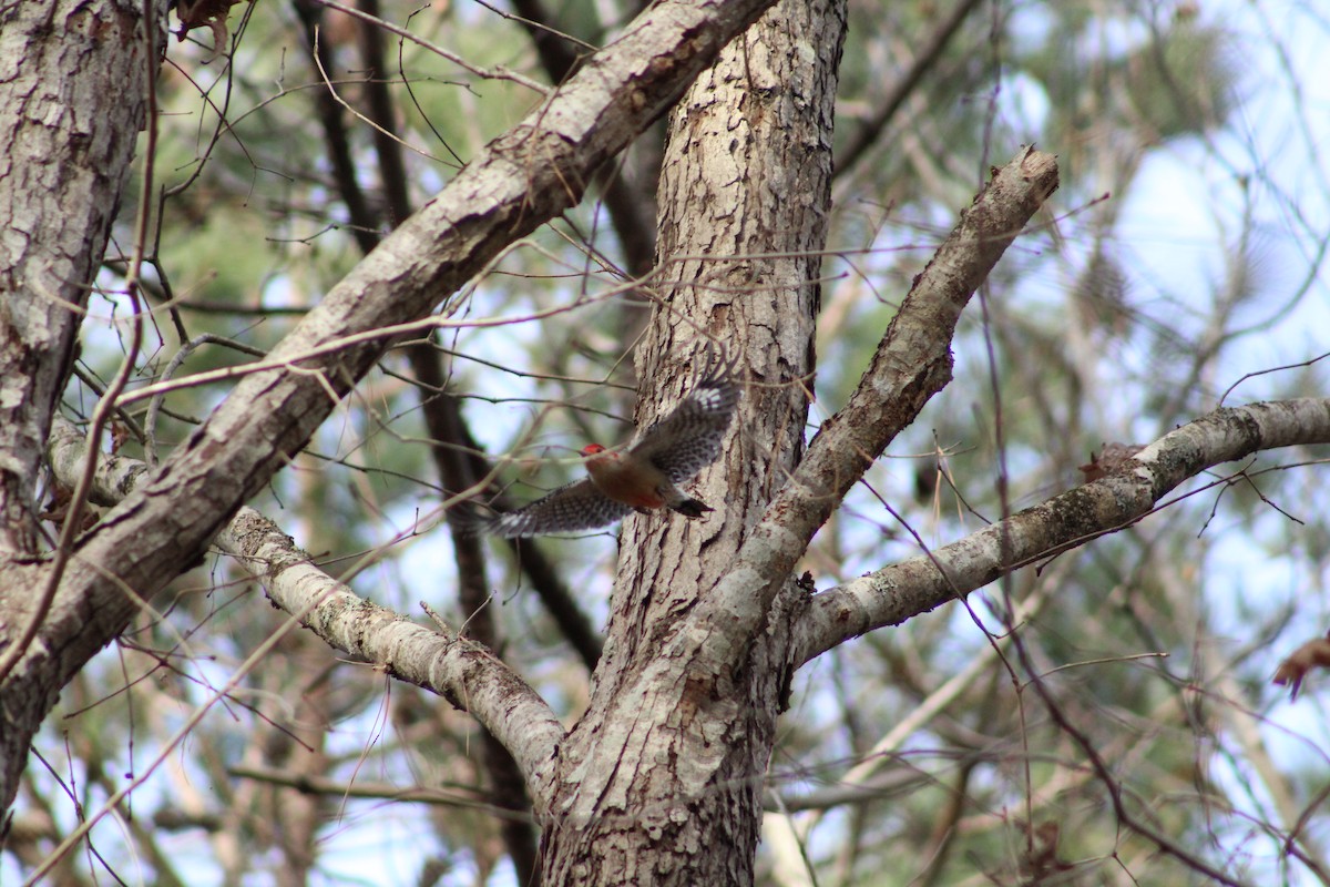 シマセゲラ - ML647156890