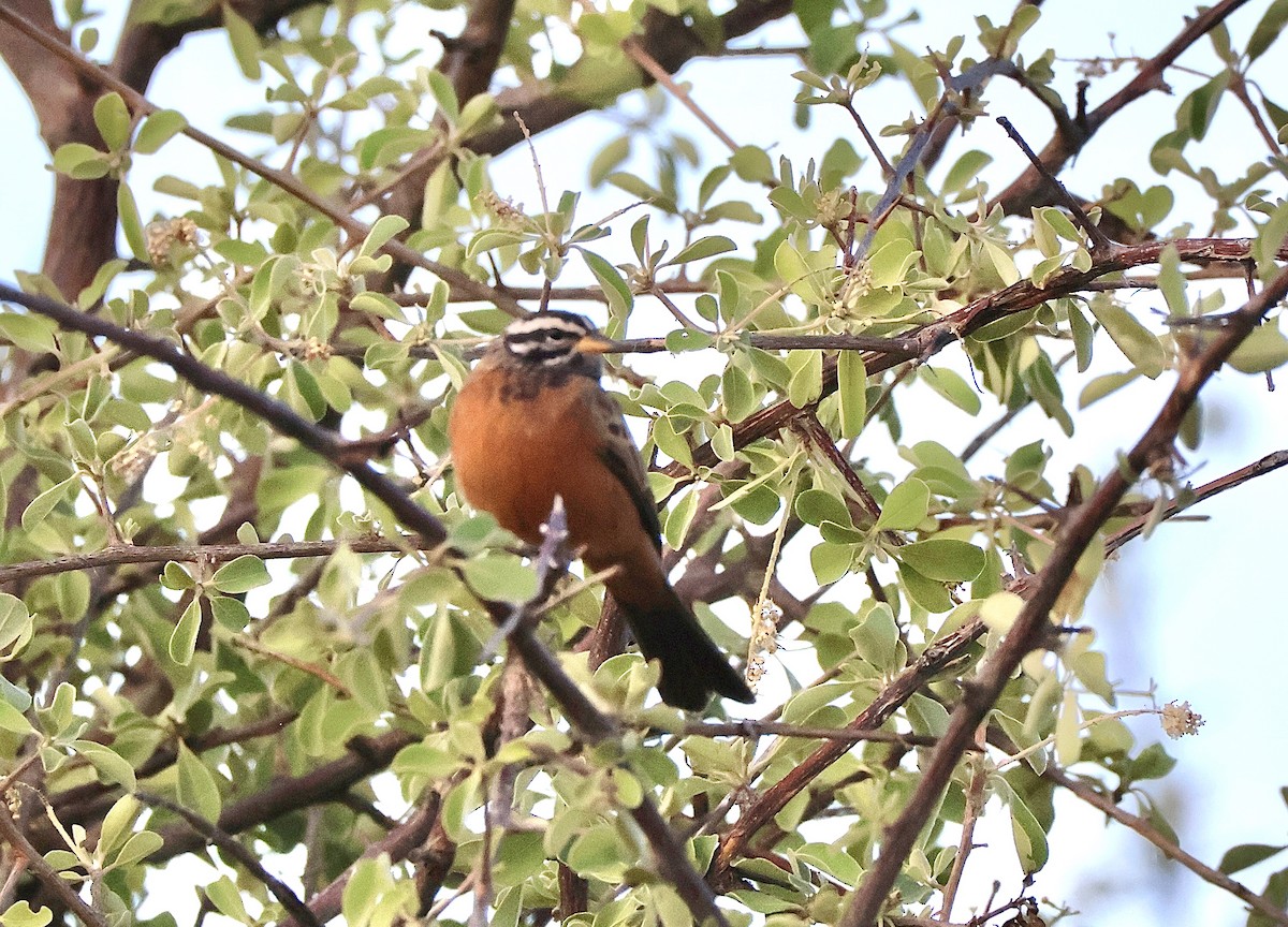 Cinnamon-breasted Bunting - ML647156894