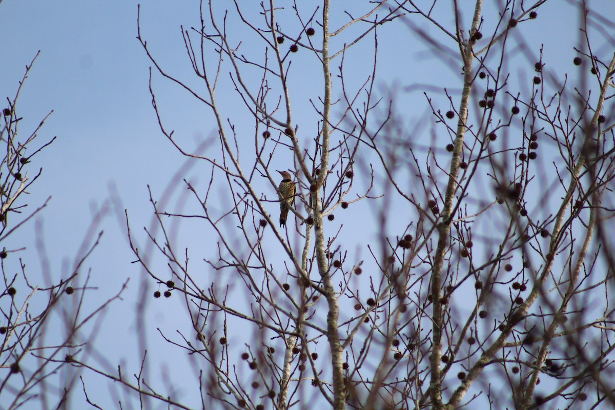 Northern Flicker - ML647156899
