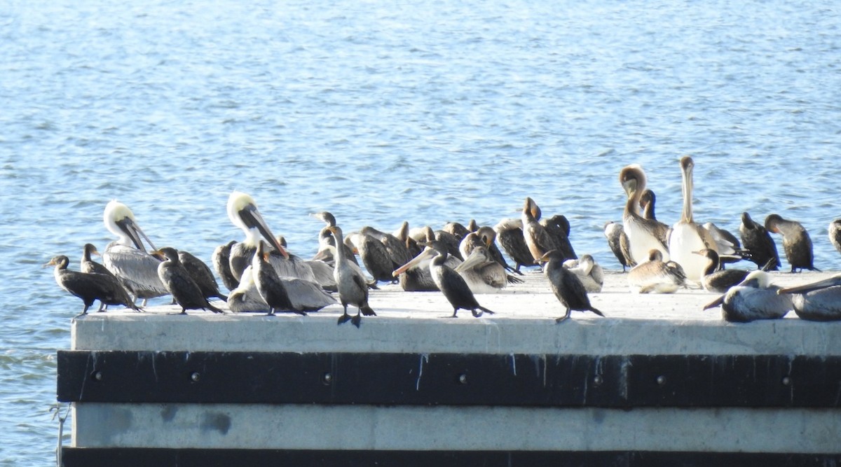 Double-crested Cormorant - ML647156900