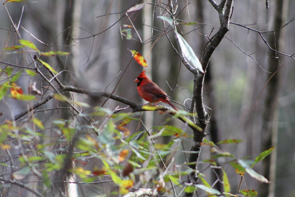 Cardinal rouge - ML647156916
