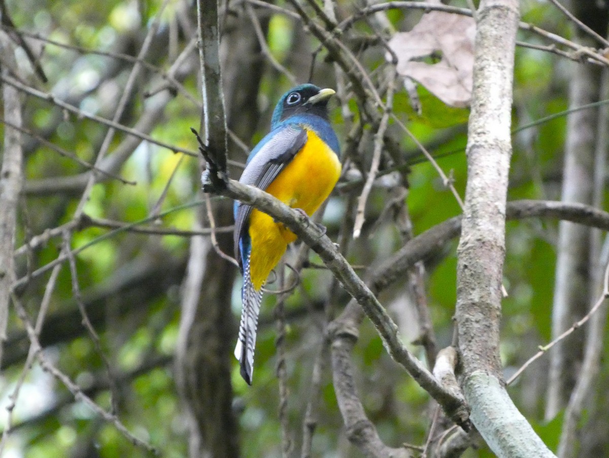 Graceful Black-throated Trogon - ML647156923