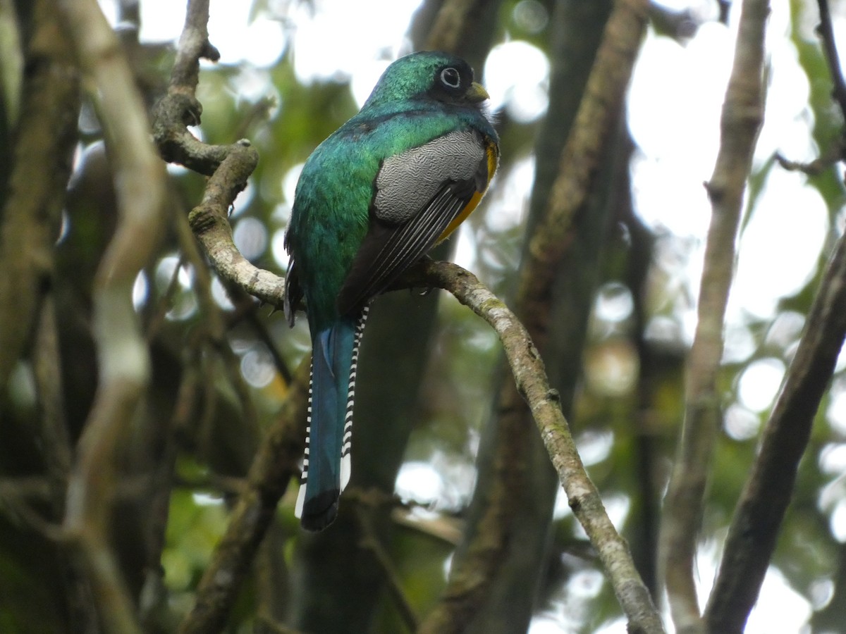 Graceful Black-throated Trogon - ML647156924