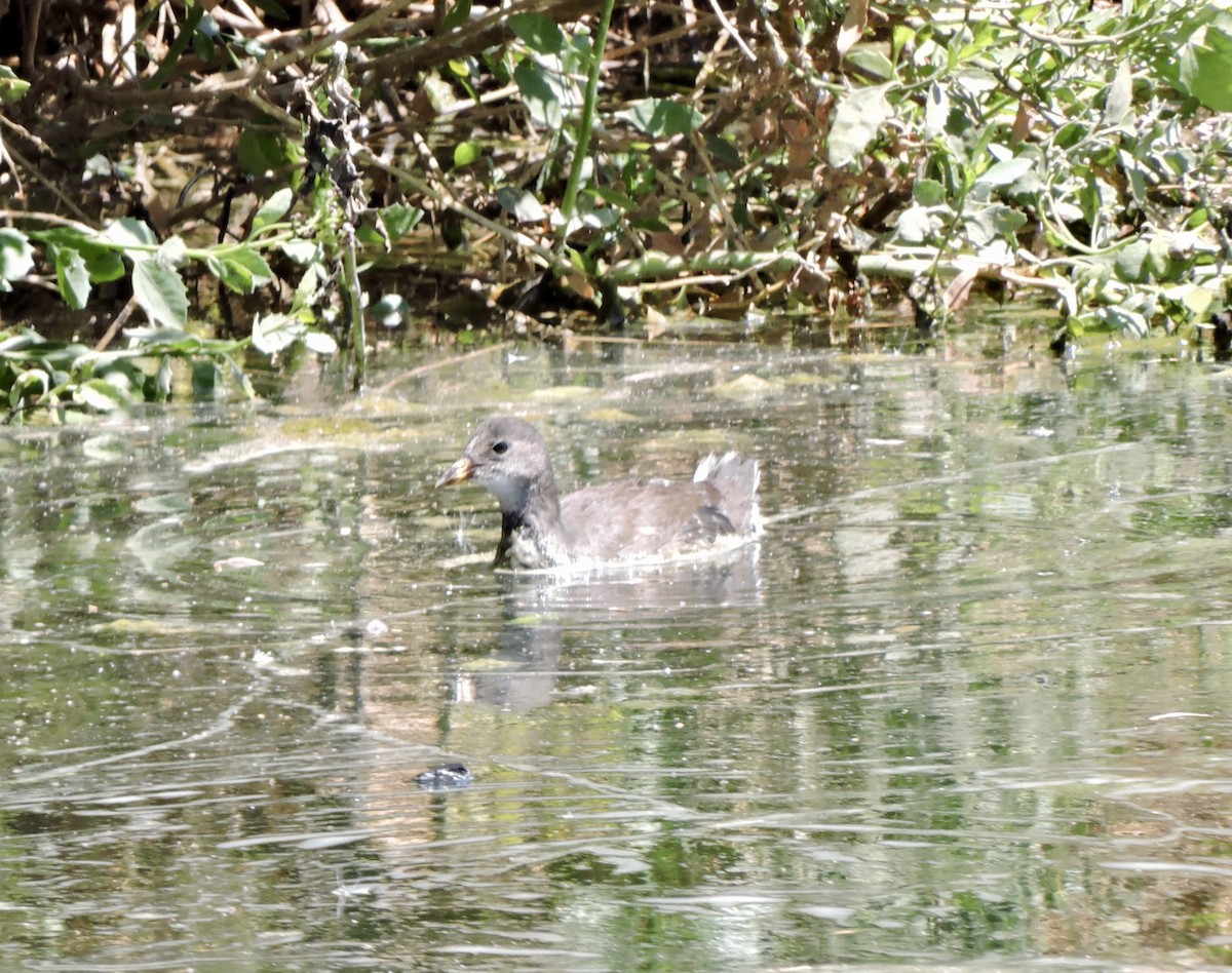 Курочка латиноамериканська - ML647156925