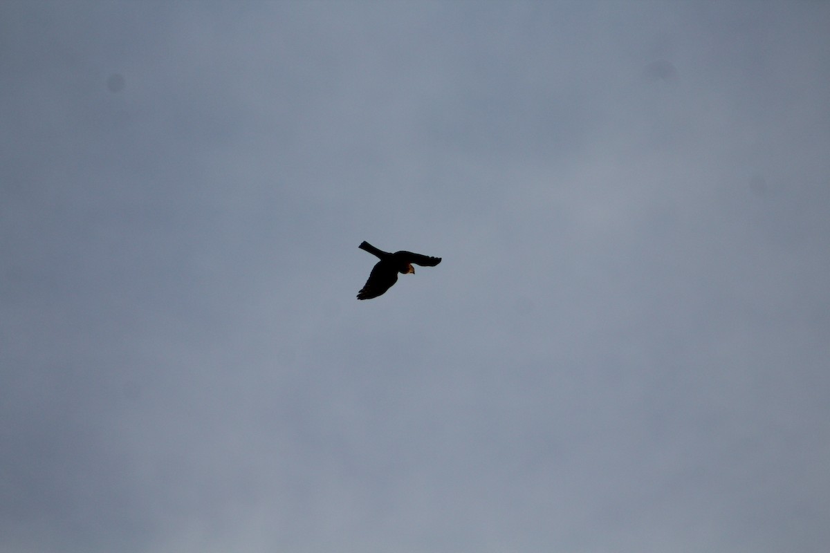 Red-shouldered Hawk - ML647156928