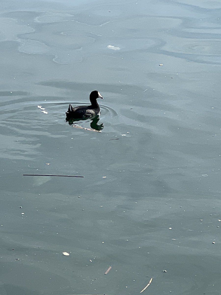 Лиска американська - ML647156929