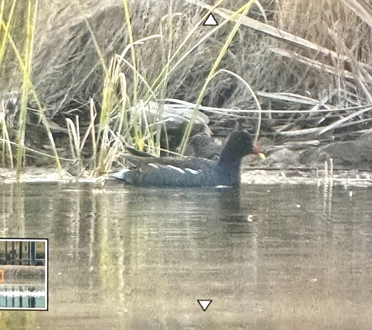 Курочка латиноамериканська - ML647156931