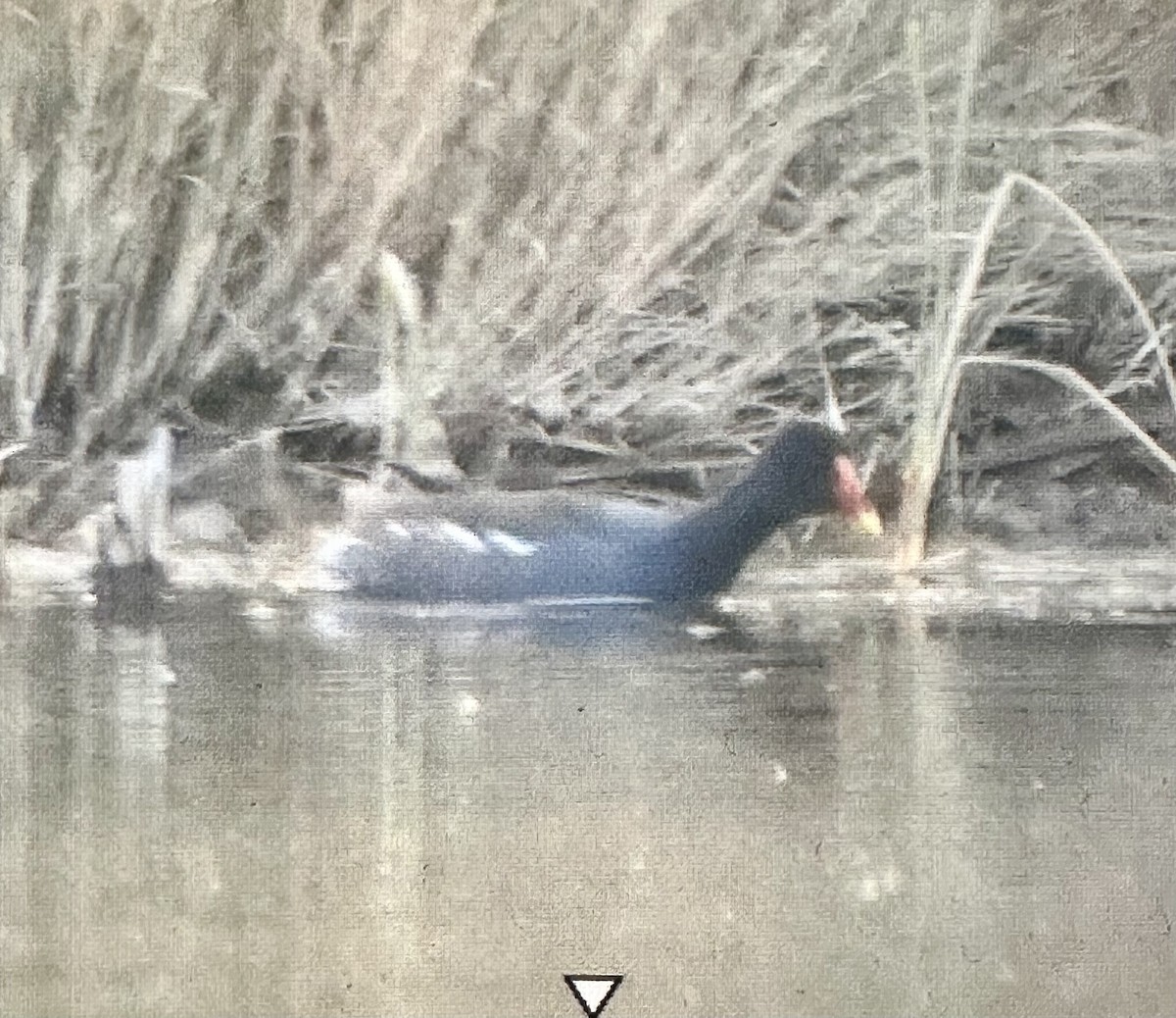 Курочка латиноамериканська - ML647156932