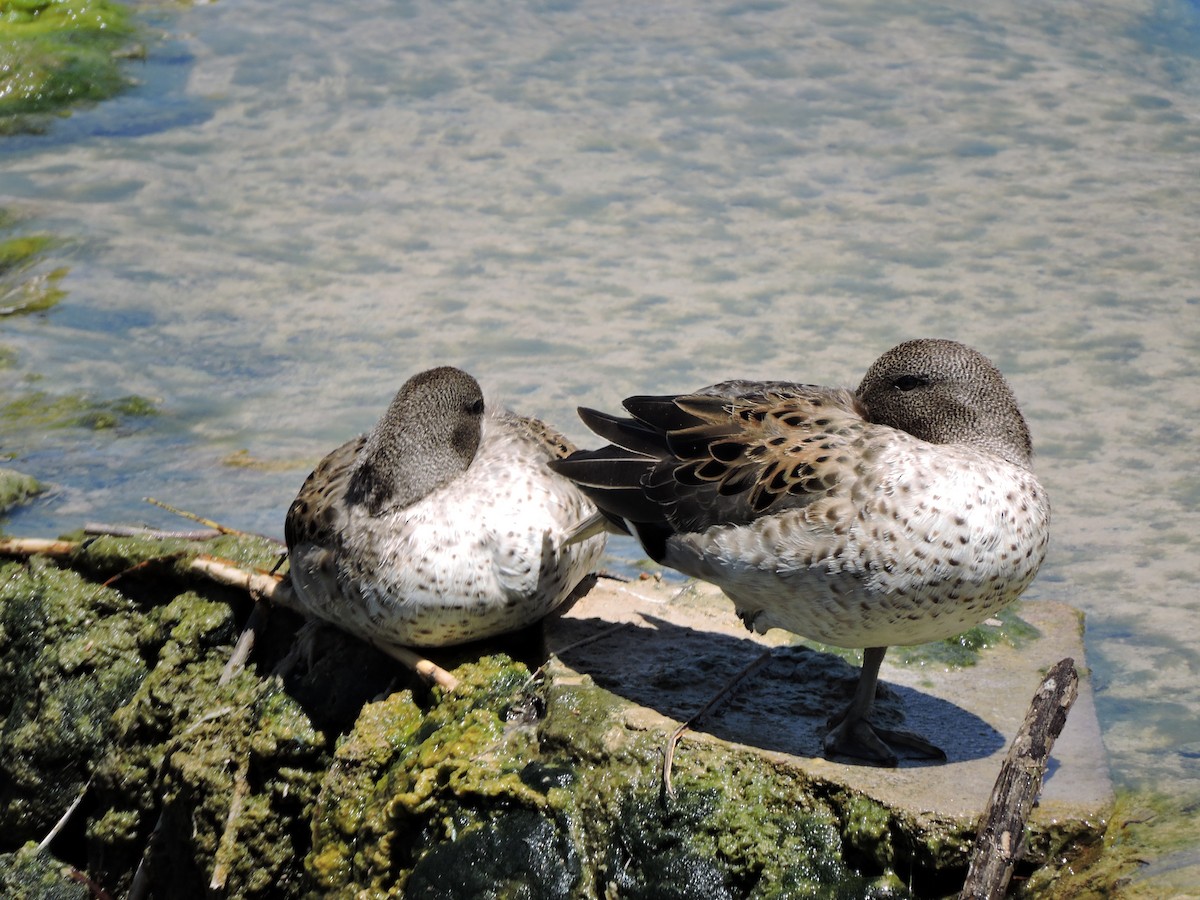 Yellow-billed Teal (oxyptera) - ML647156933
