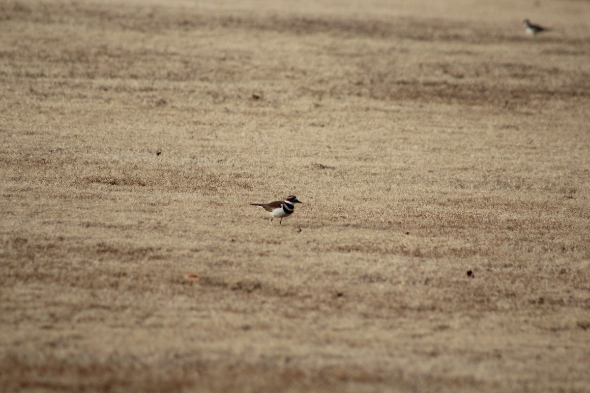 Killdeer - ML647156941