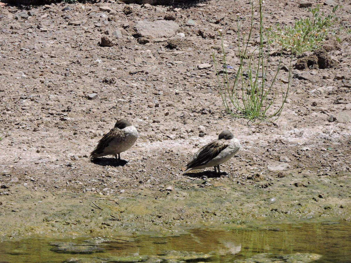 Yellow-billed Teal (oxyptera) - ML647156943