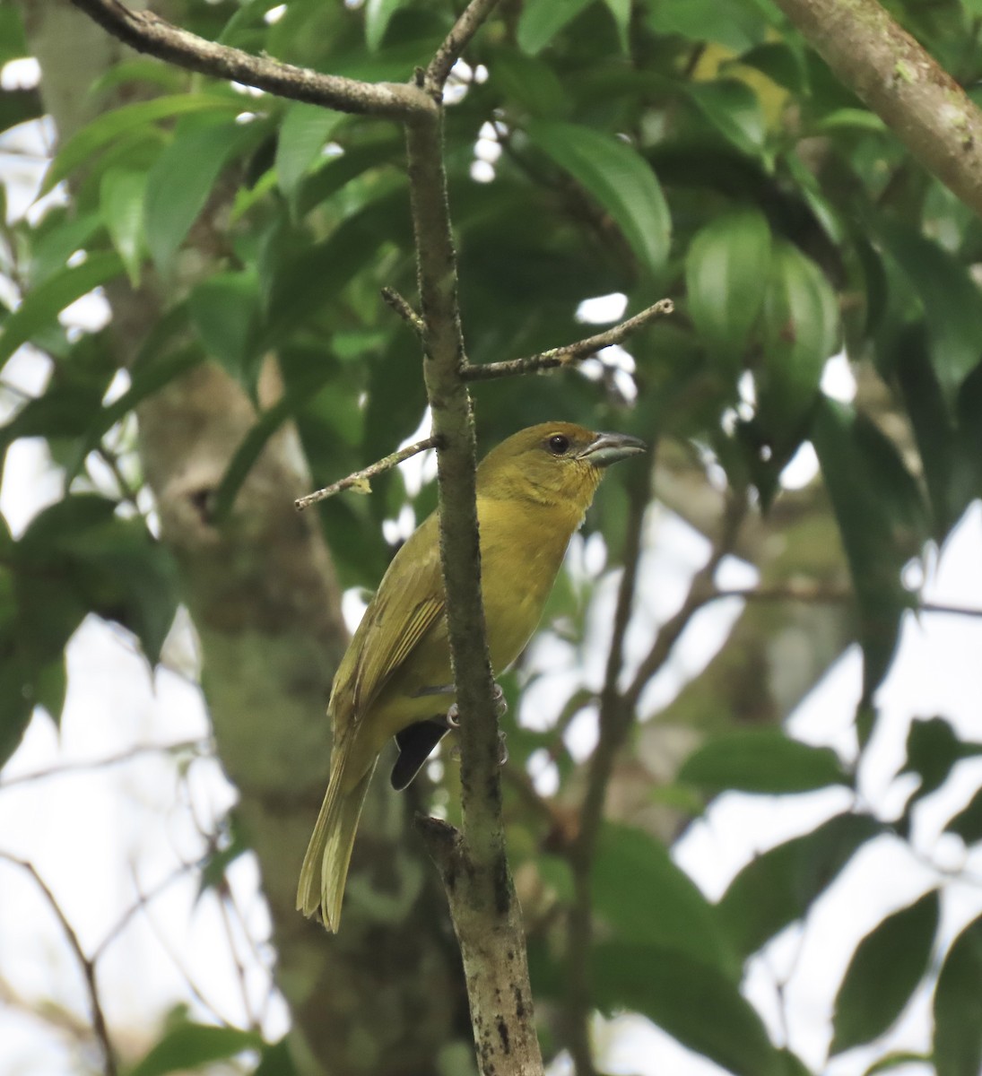 Piranga Bermeja - ML647156944