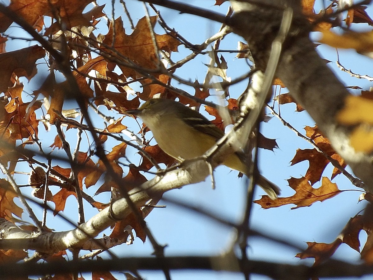 White-eyed Vireo - ML647156949