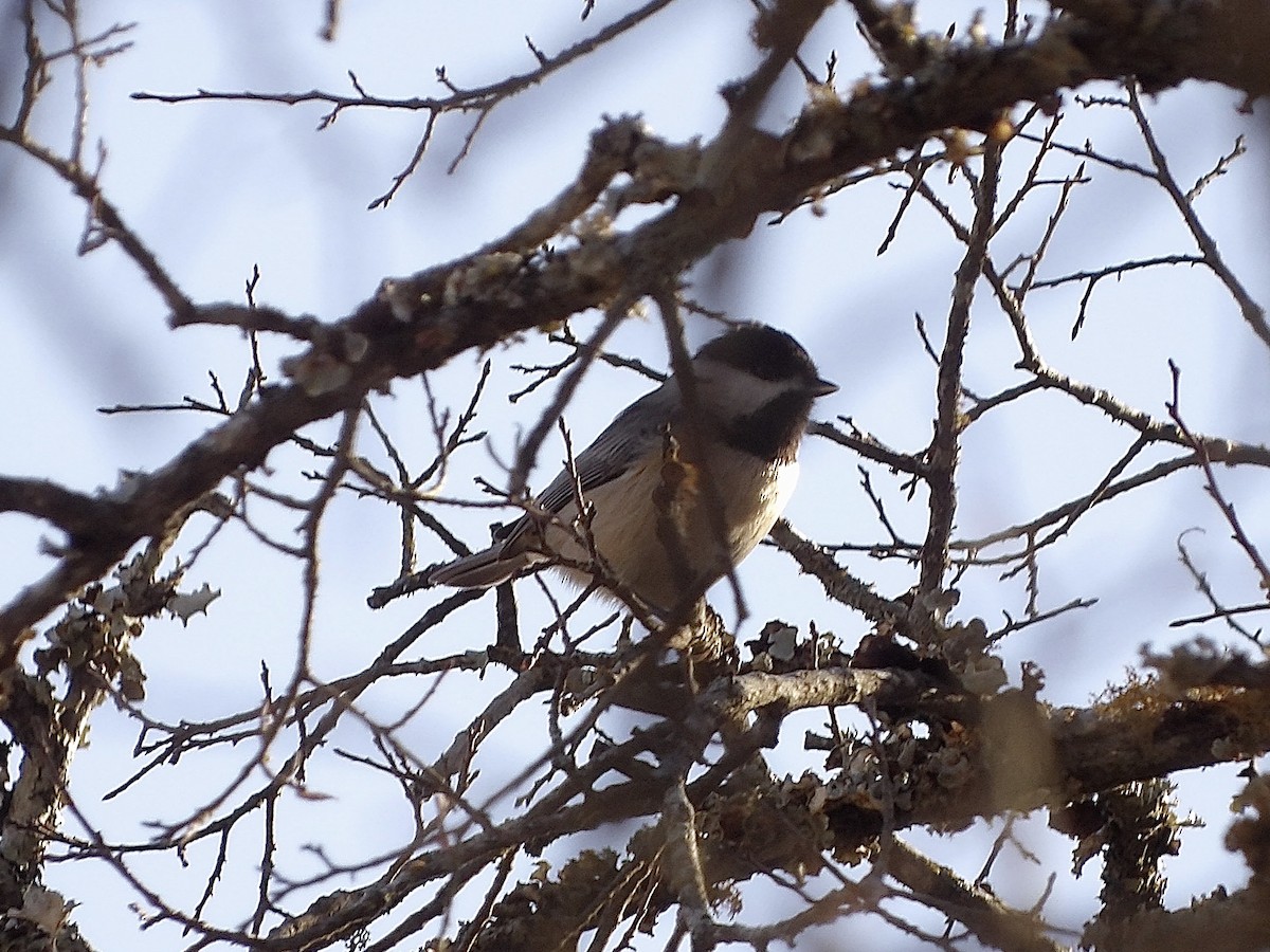 Carolina Chickadee - ML647156953