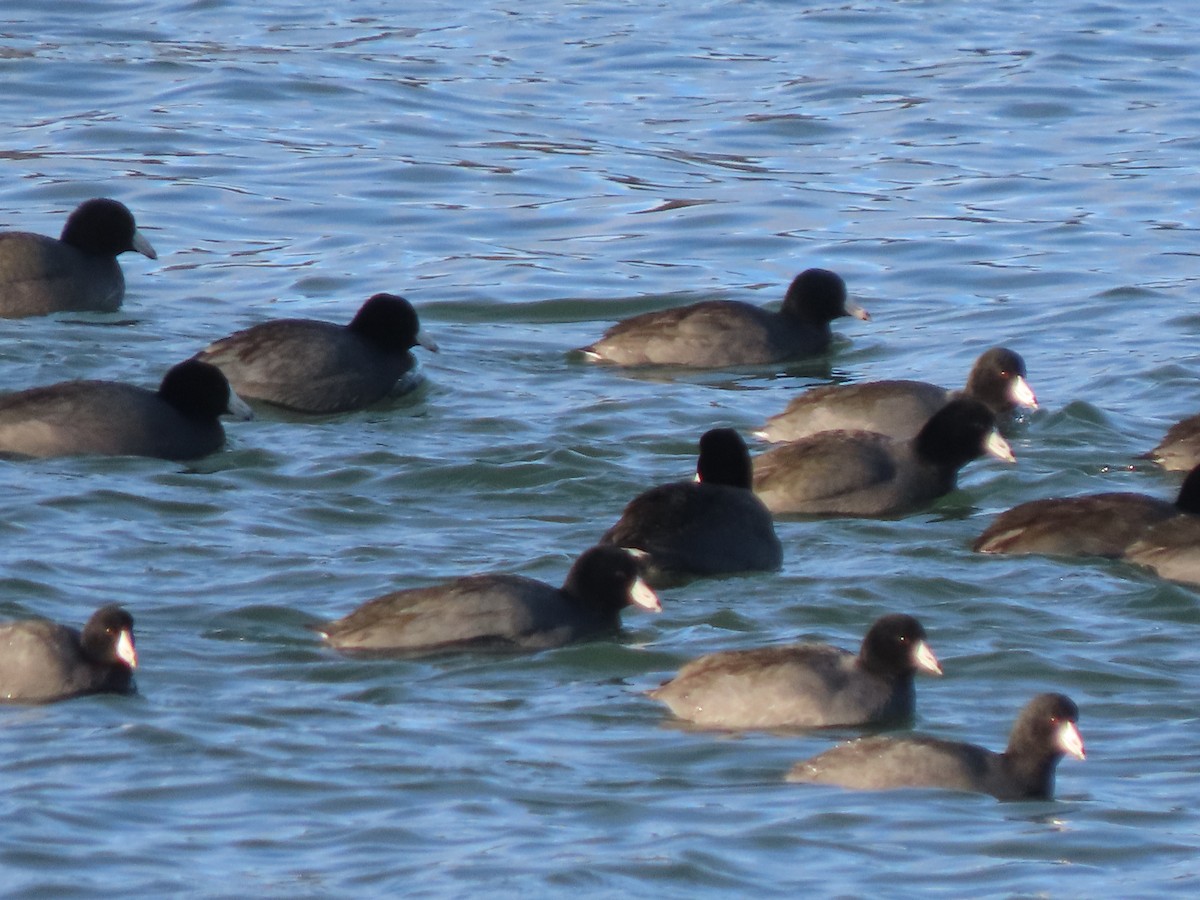 Лиска американська (червонобляшкова) - ML647156961