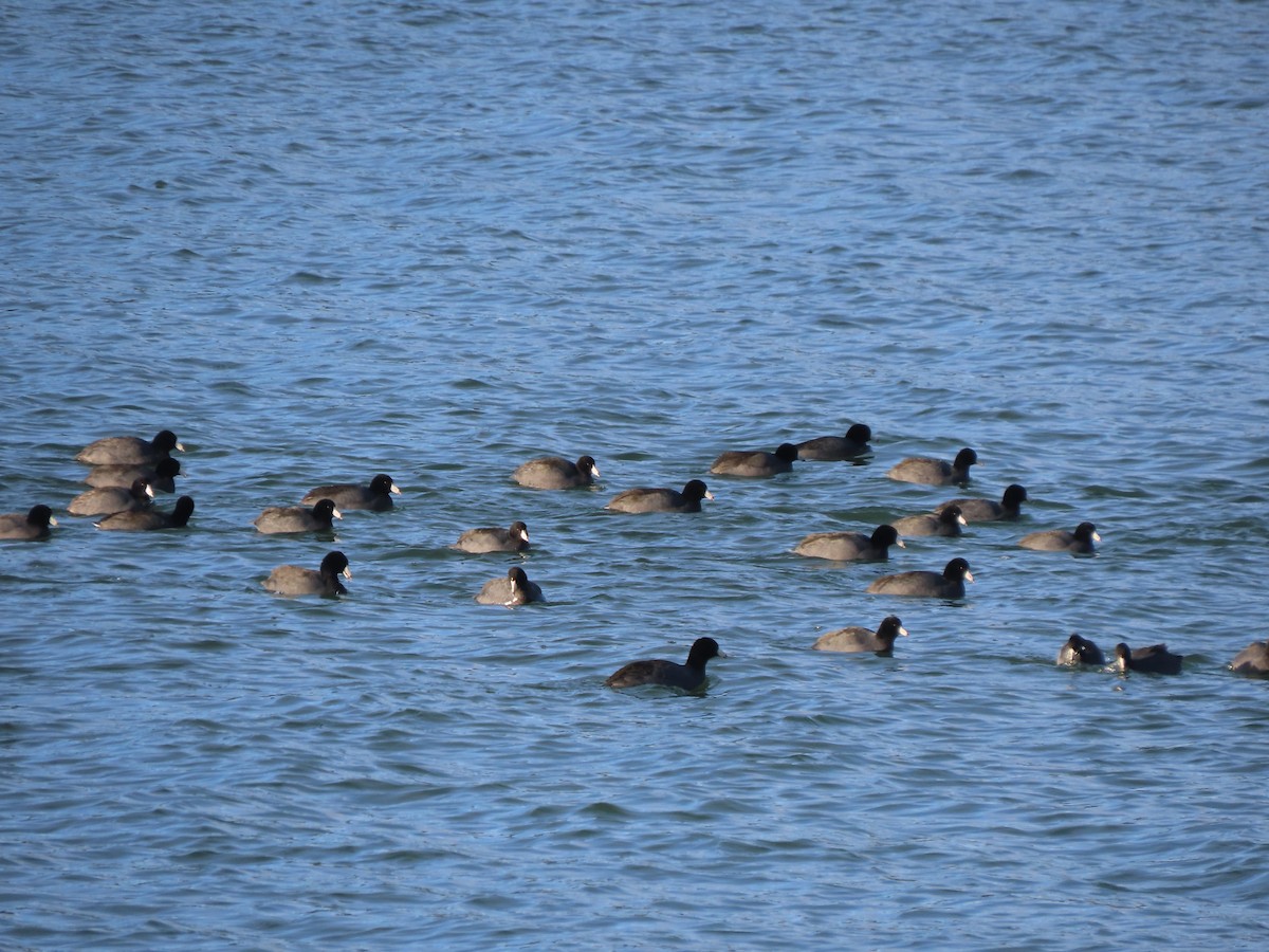 Лиска американська (червонобляшкова) - ML647156962