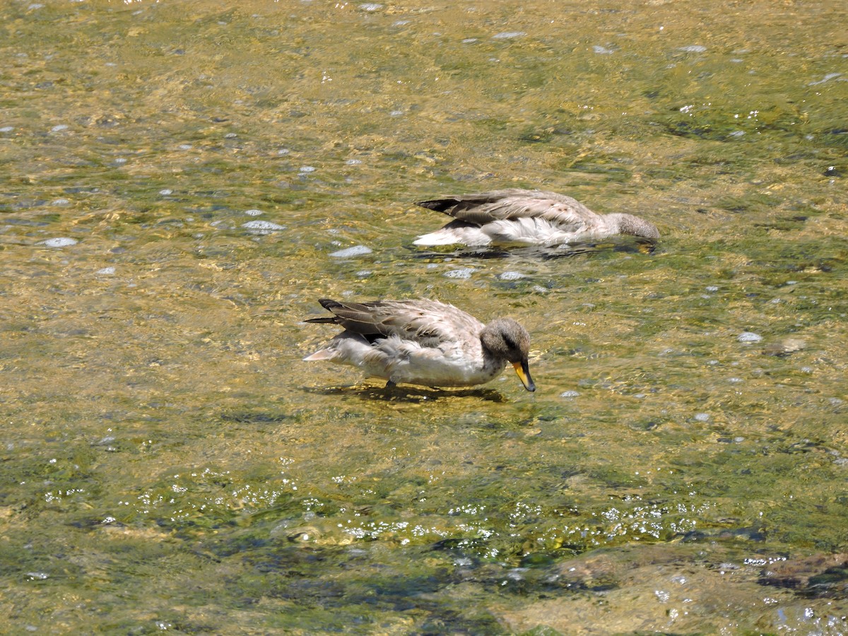 Yellow-billed Teal (oxyptera) - ML647156979