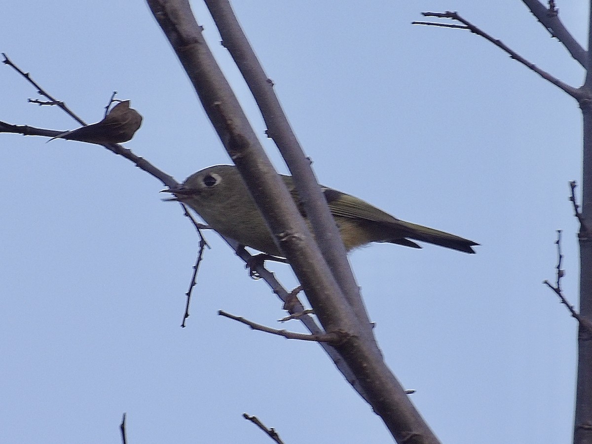 rubinfuglekonge - ML647156984