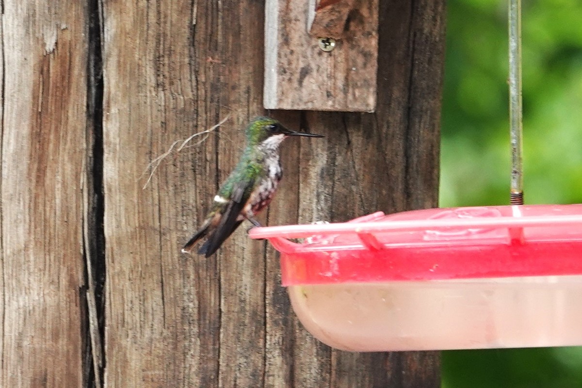 Festive Coquette - ML647156991