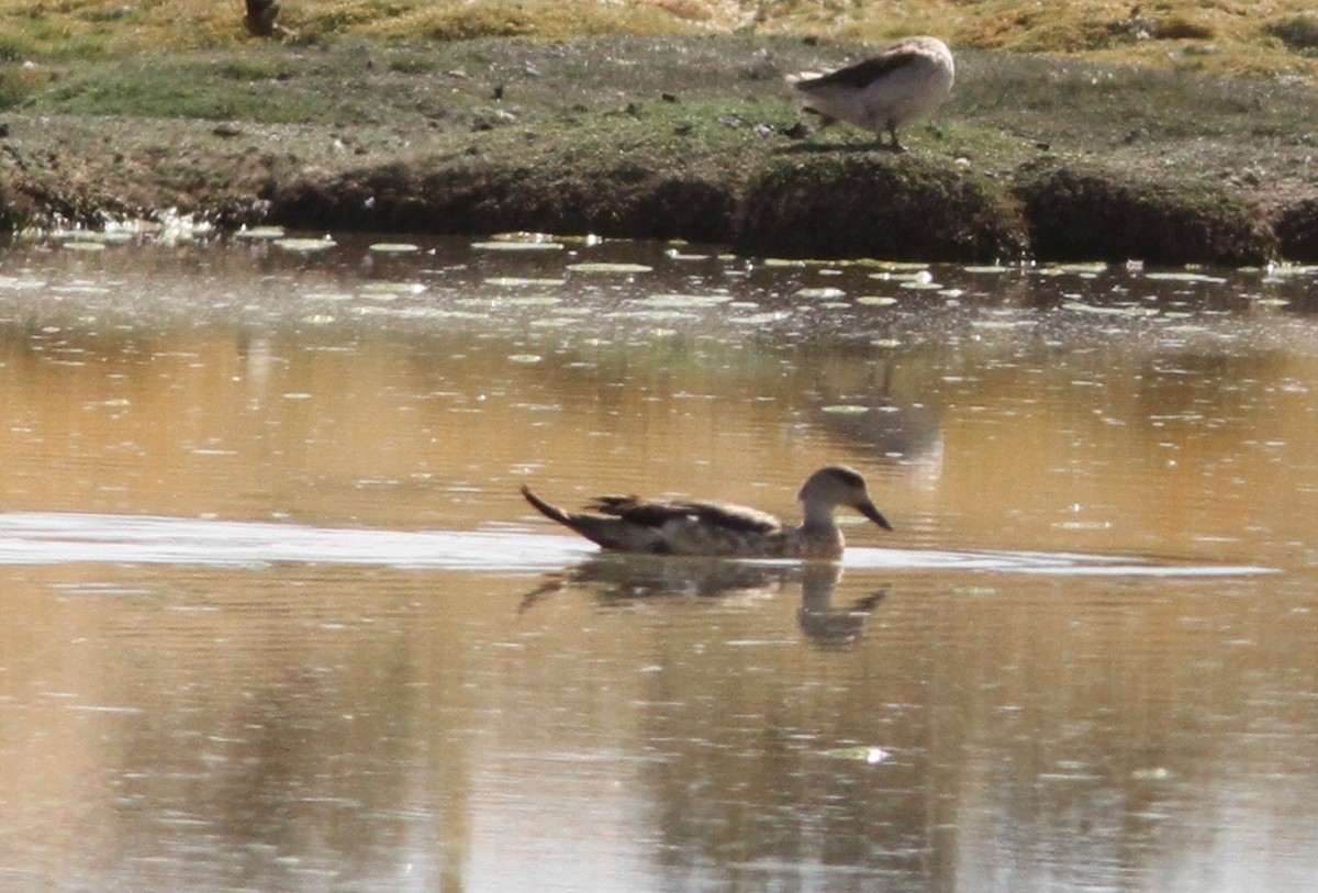 Crested Duck - ML647156995